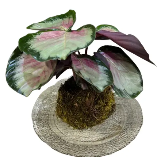 Kokedama calathea rosy